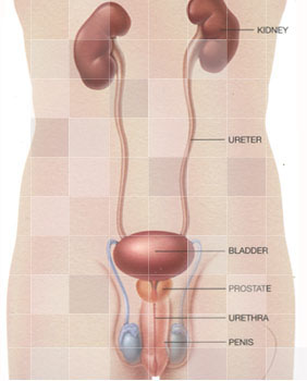 urology